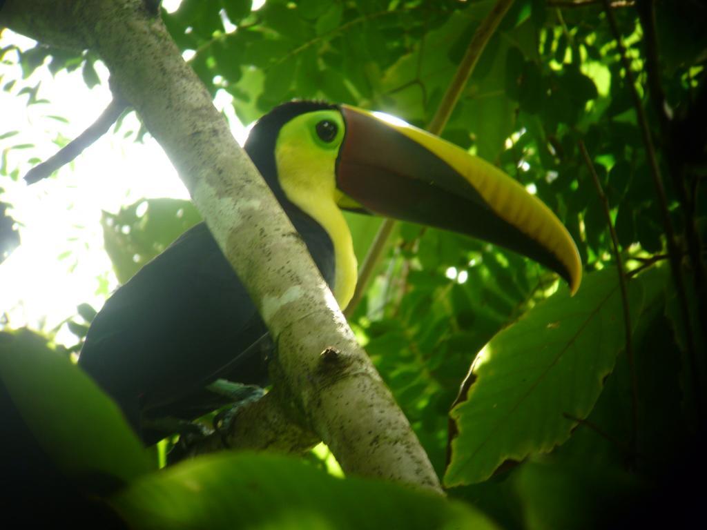 Jaco Lodge Quiet Place (Adults Only) Exterior foto